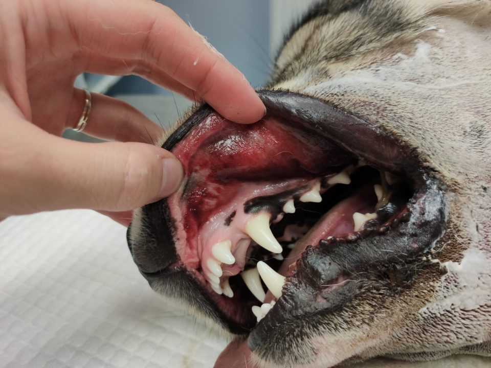 Morsures d'animaux