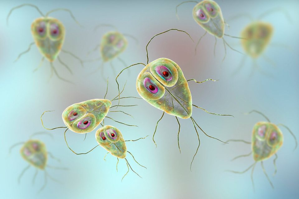 giardiase