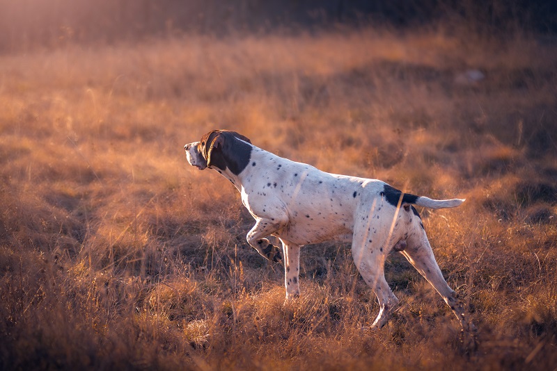chien