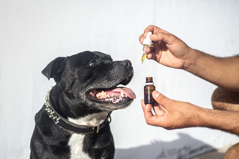 cbd pour animaux