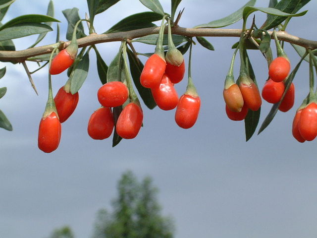 baies de goji