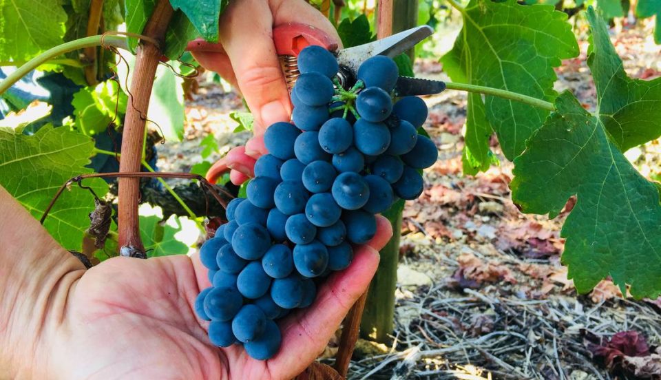 calendrier du vigneron