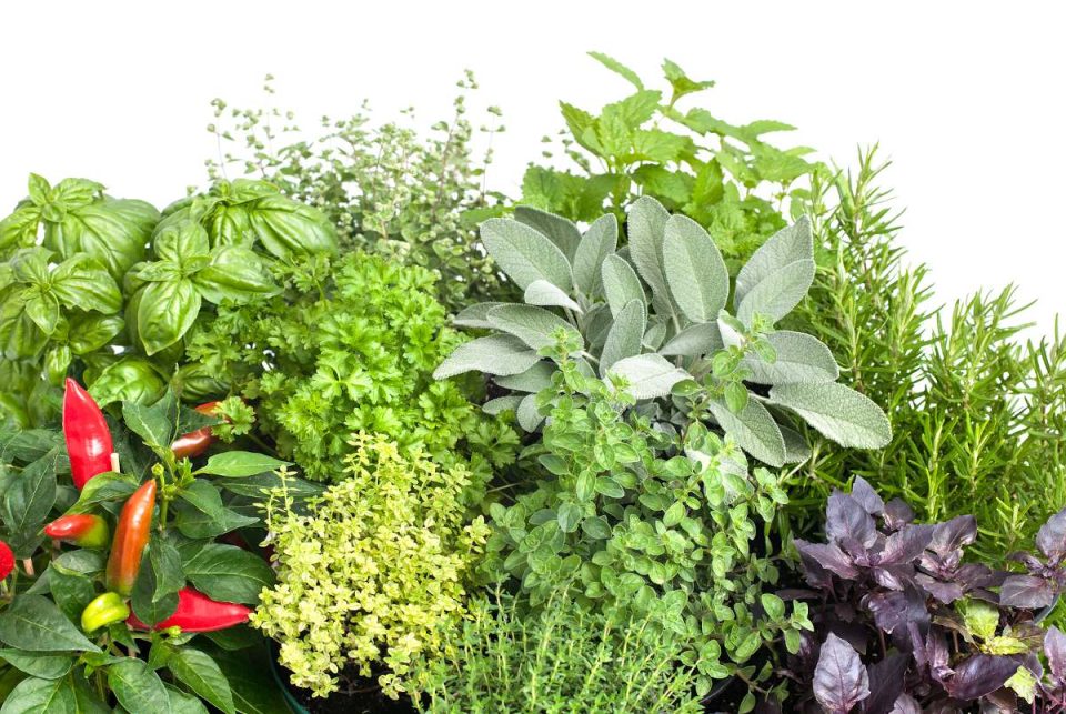 herbes aromatiques
