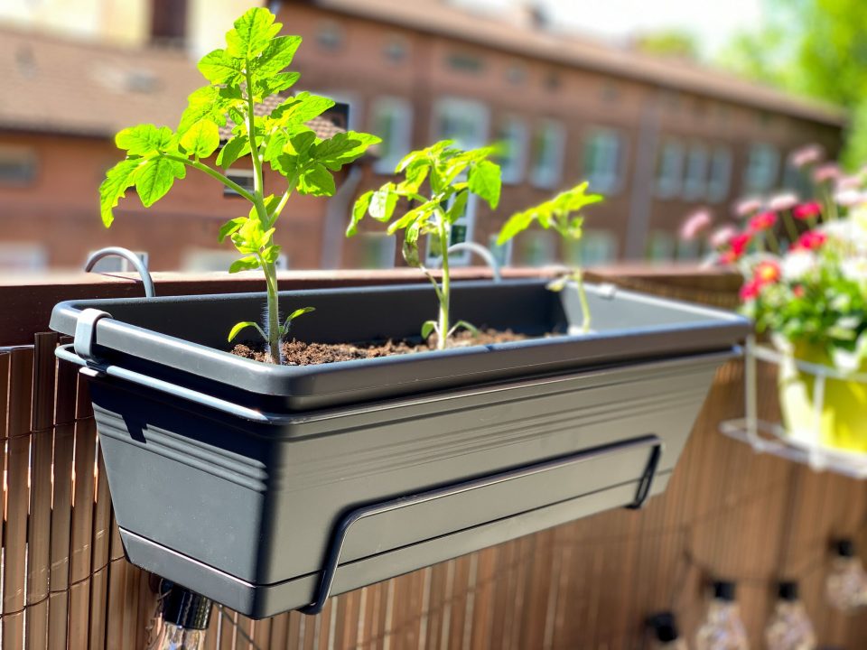 potager de balcon