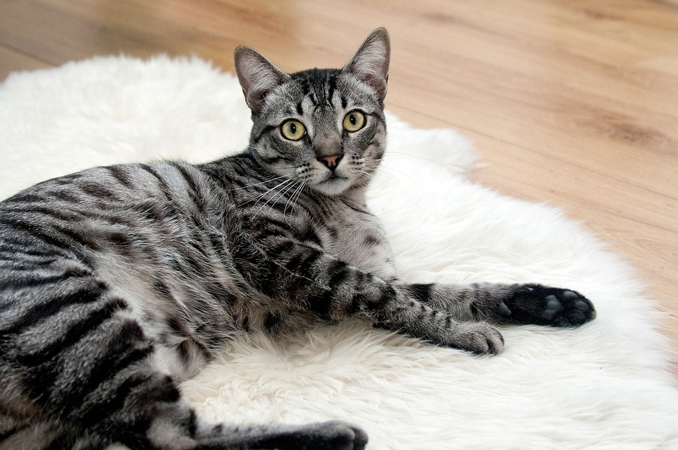 bienfaits du cannabidiol pour le chat
